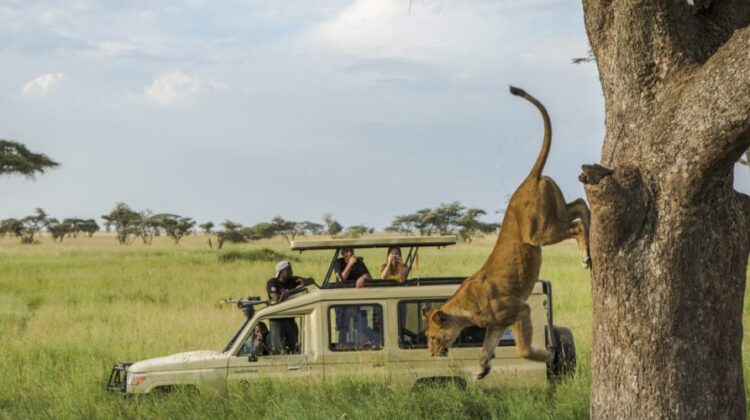 10 Day Kenya and Tanzania Luxury Safari Holiday