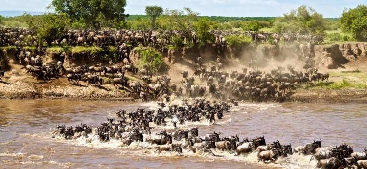 13 Day Highlights of Kenya and Tanzania Deluxe Safari