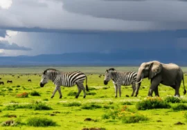 14 Day East Africa