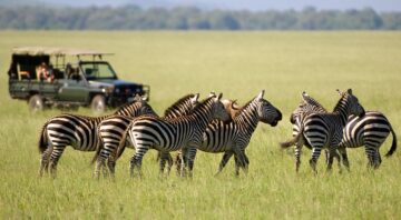 6 DayClassic Kenya Safari