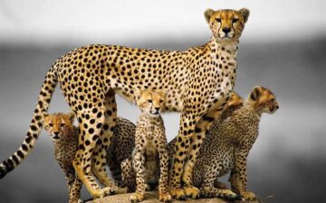 9 Day Twiga Trail Safari