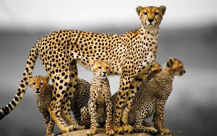 9 Day Twiga Trail Safari