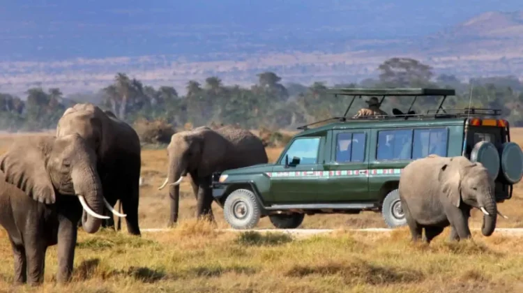 Best of Classic Kenya Safaris