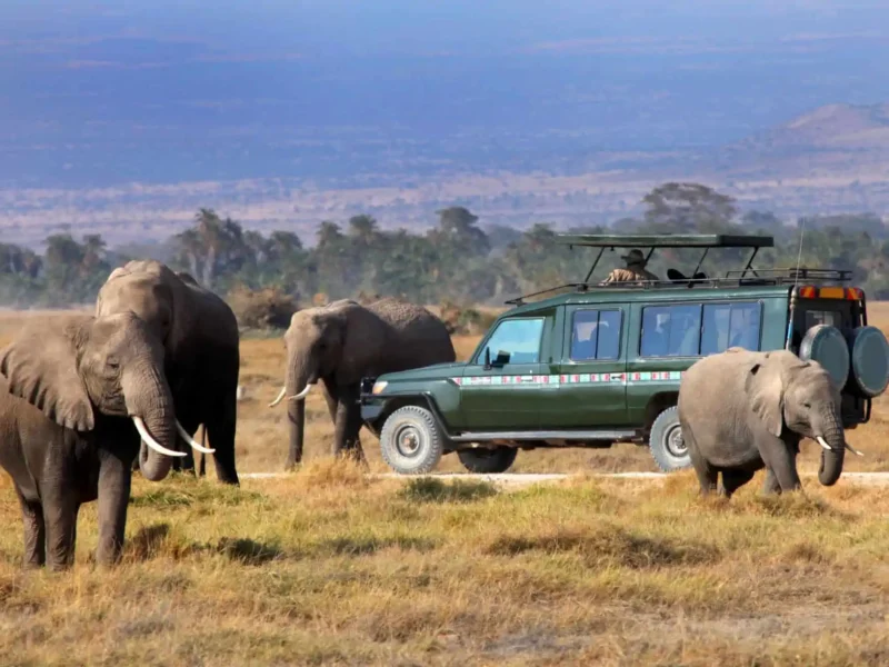Best of Premier Kenya Safaris