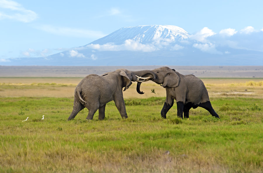 Elephants of Amboseli