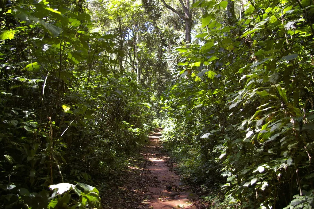 Kakamega Forest Reserve