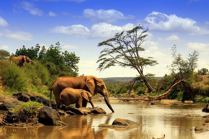 Kenya National Parks and Reserves