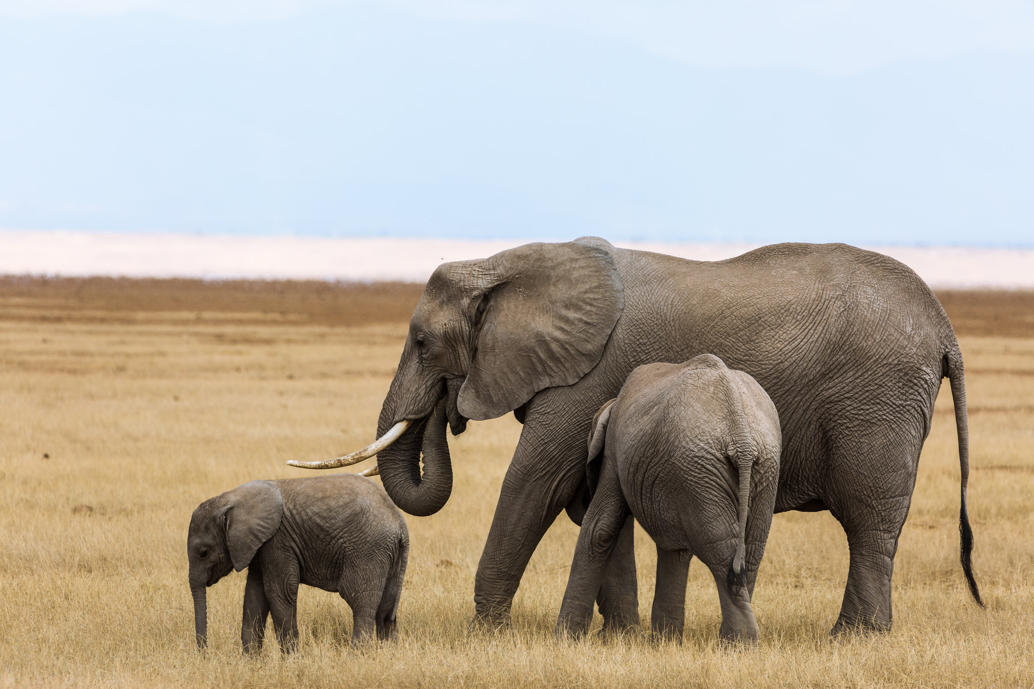 Kenya Safaris Packages