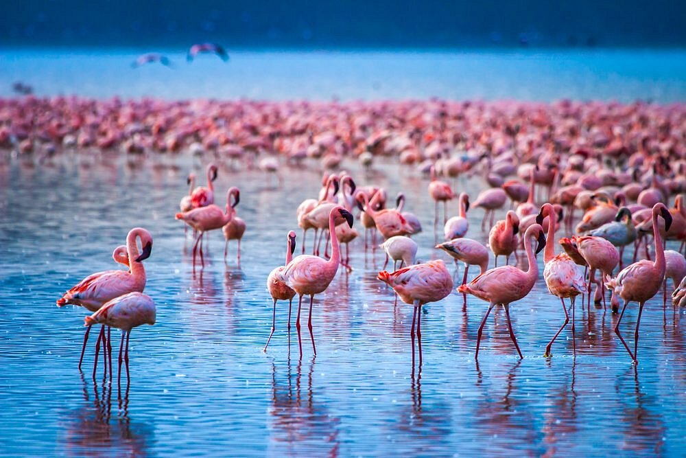Lake Nakuru National Park Guide