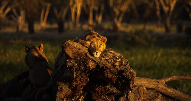 Lewa Wildlife Conservancyi