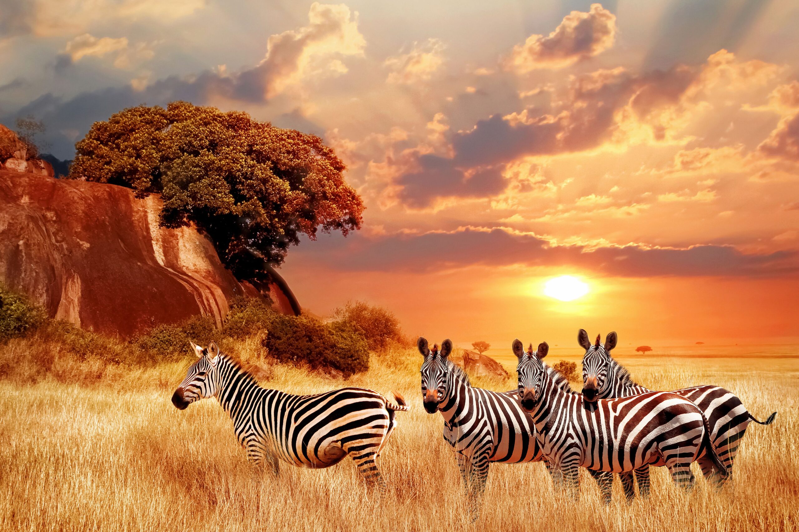 Maasai Mara Dreaming
