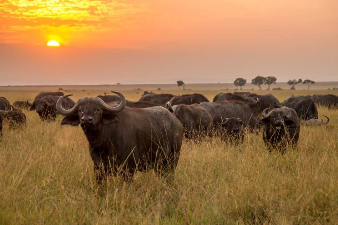 Meru National Park