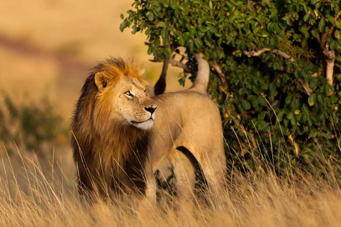 Rates and Prices for 6 Day Classic Kenya Safari Masai Mara and Great Rift Valley
