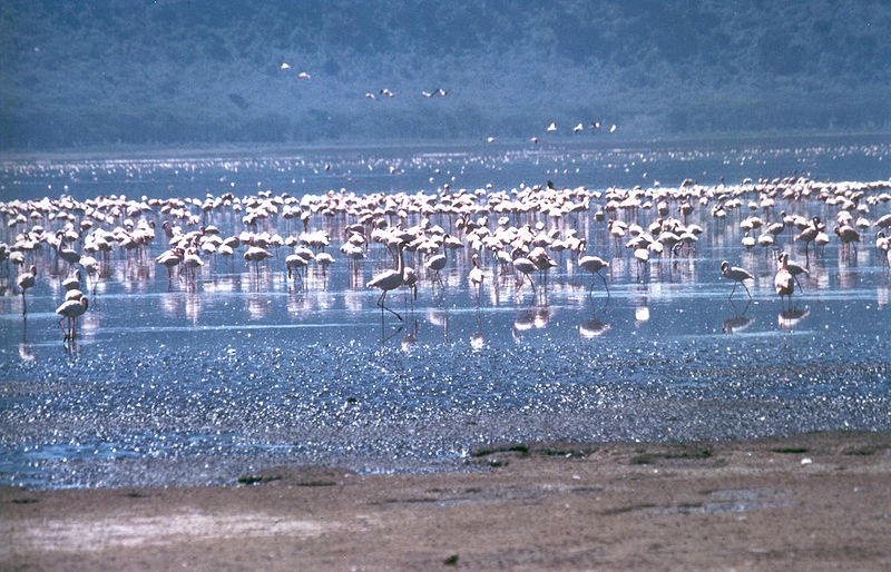 Rift Valley Lakes and Safari Lodges