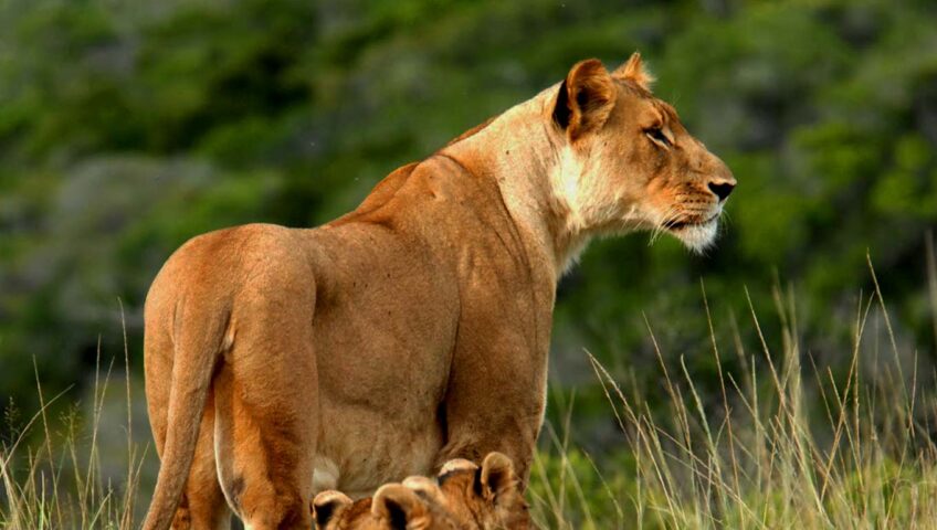 Tsavo West National Park Safari