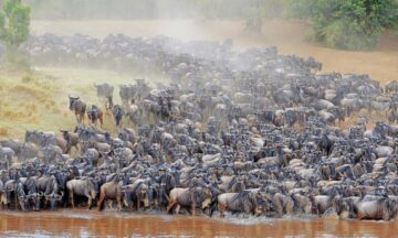 Majestic Wildlife Migration Safari