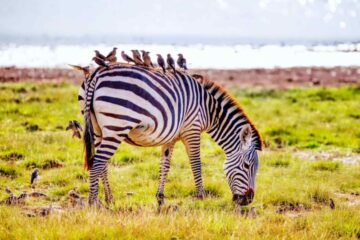 9 Day Samburu Masai Mara & Amboseli Safari
