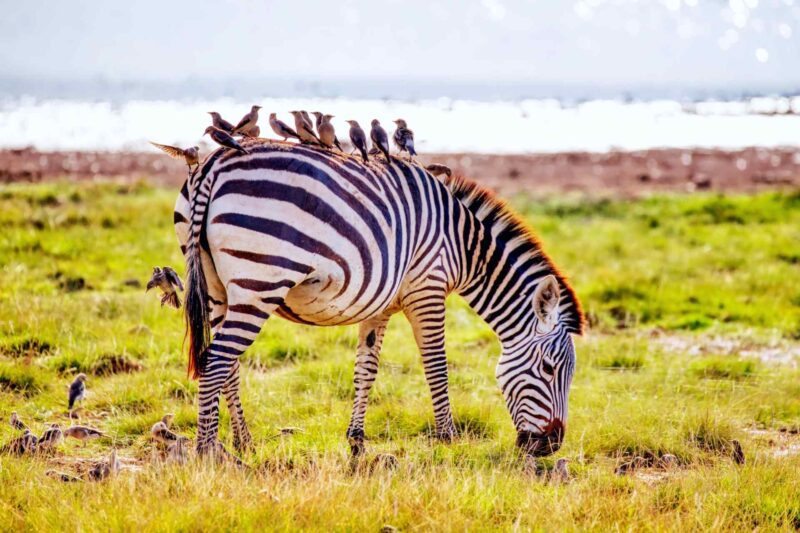 9 Day Samburu Masai Mara & Amboseli Safari